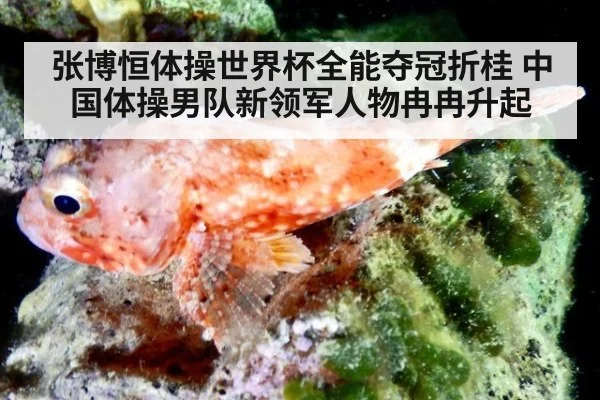 张博恒体操世界杯全能夺冠折桂 中国体操男队新领军人物冉冉升起